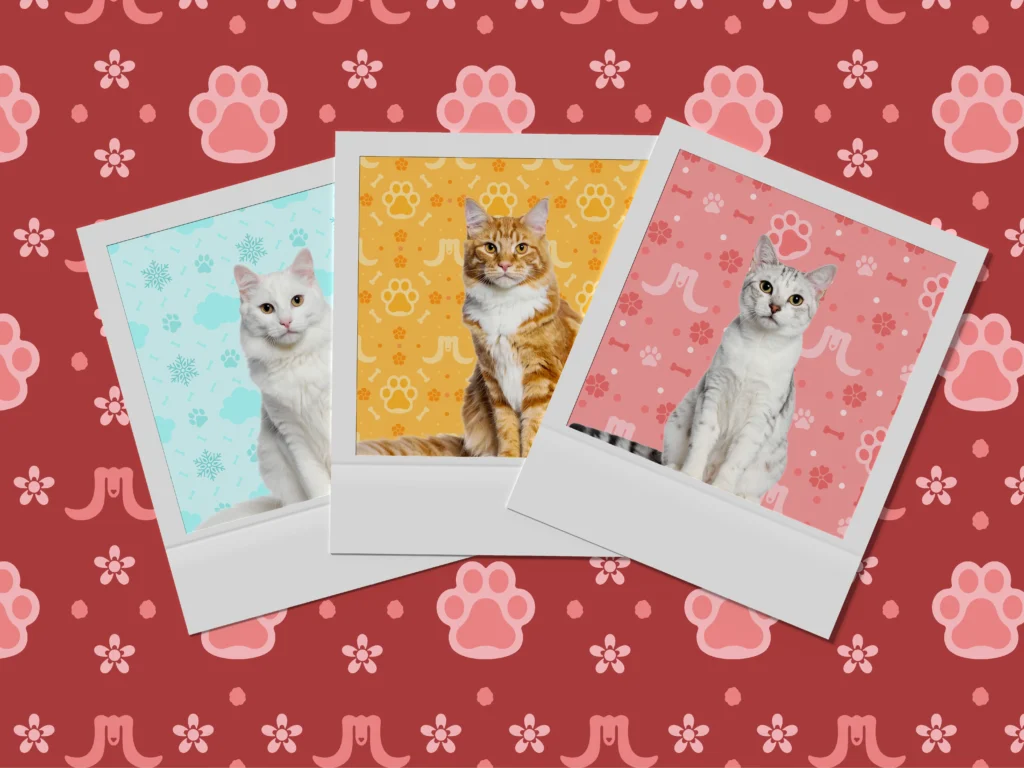 3 Polaroid Gatos