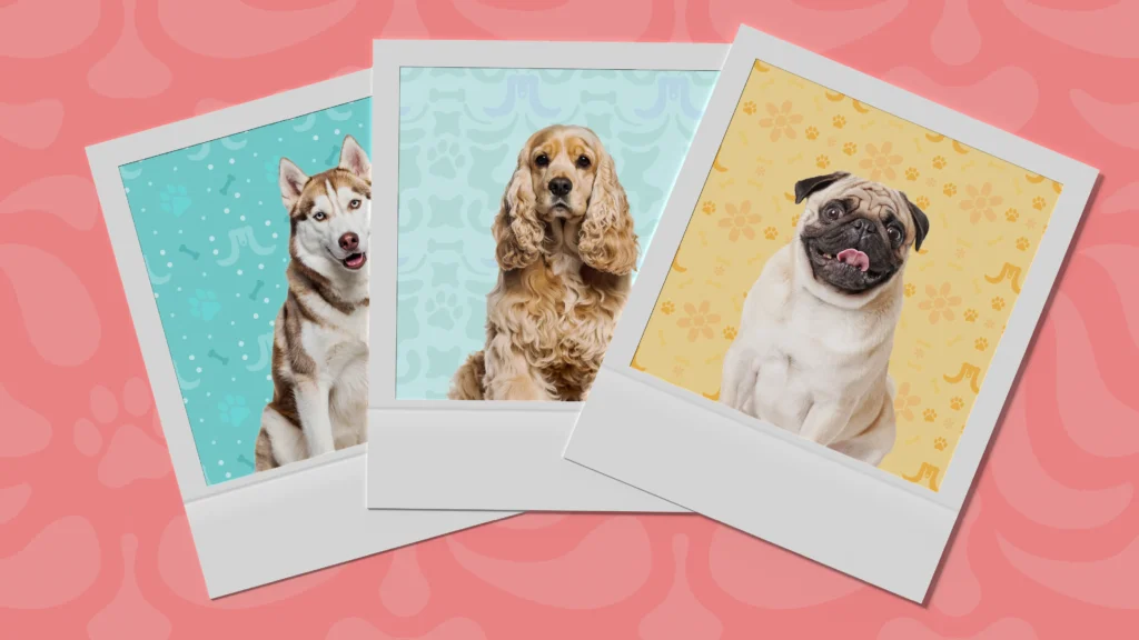 Caramelo Presentación Aplicaciones_16 Aplicaciones VI